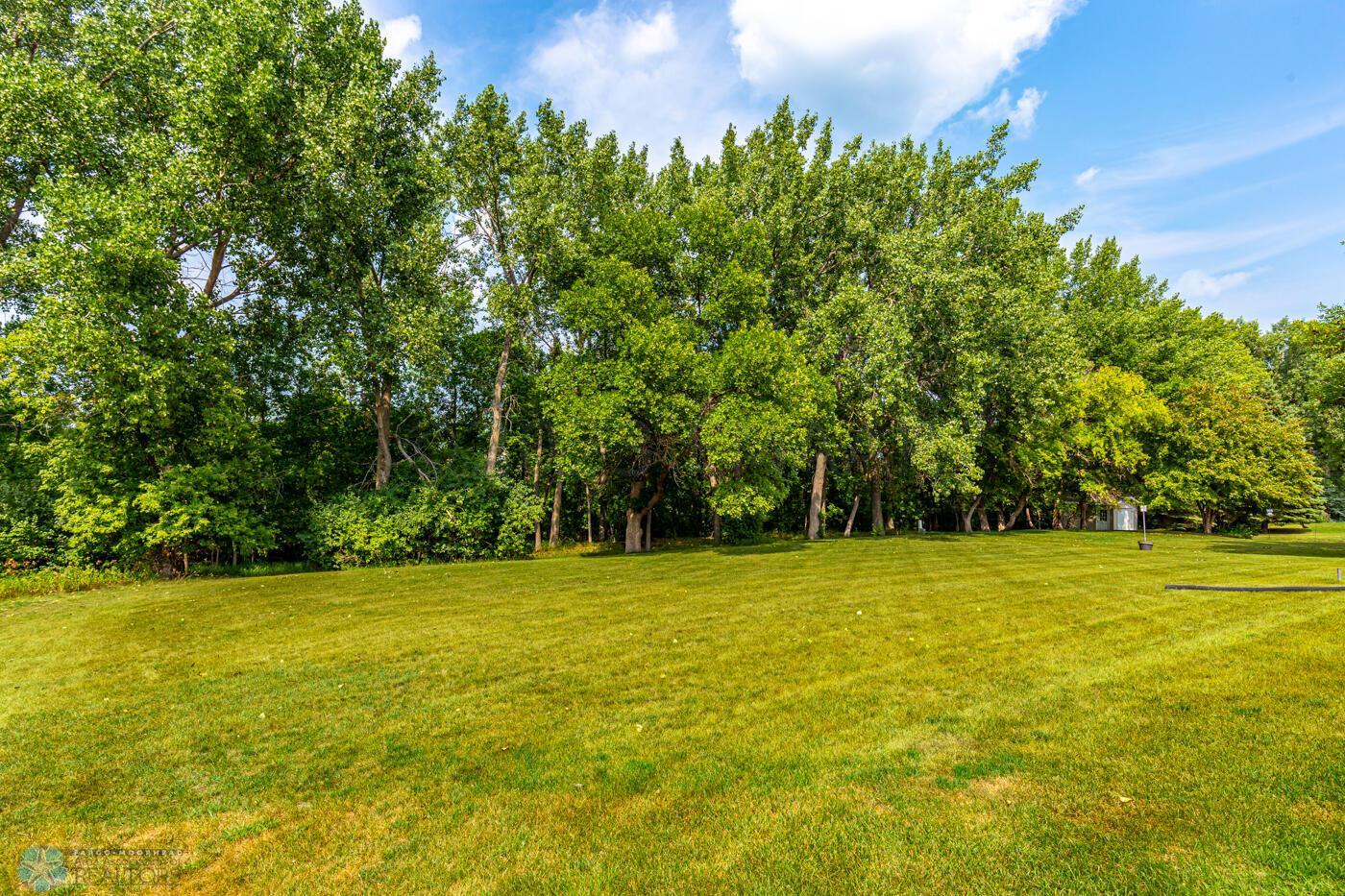 Wooded backyard