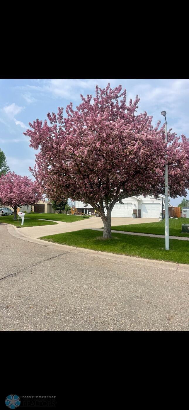Front Flower Trees