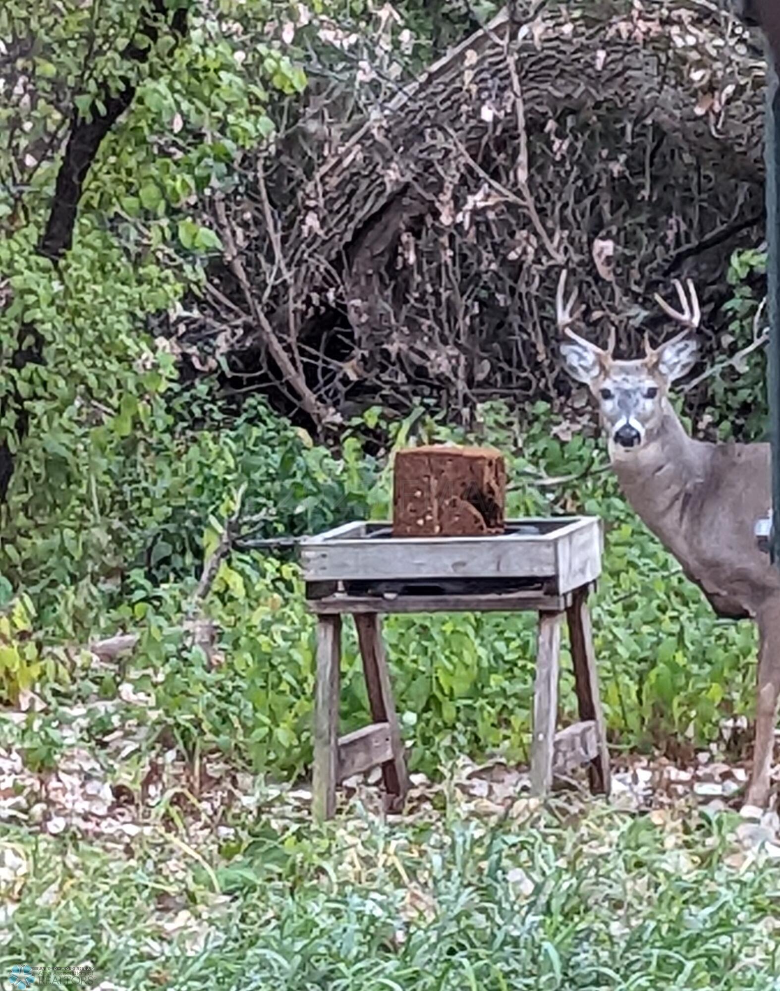 deer