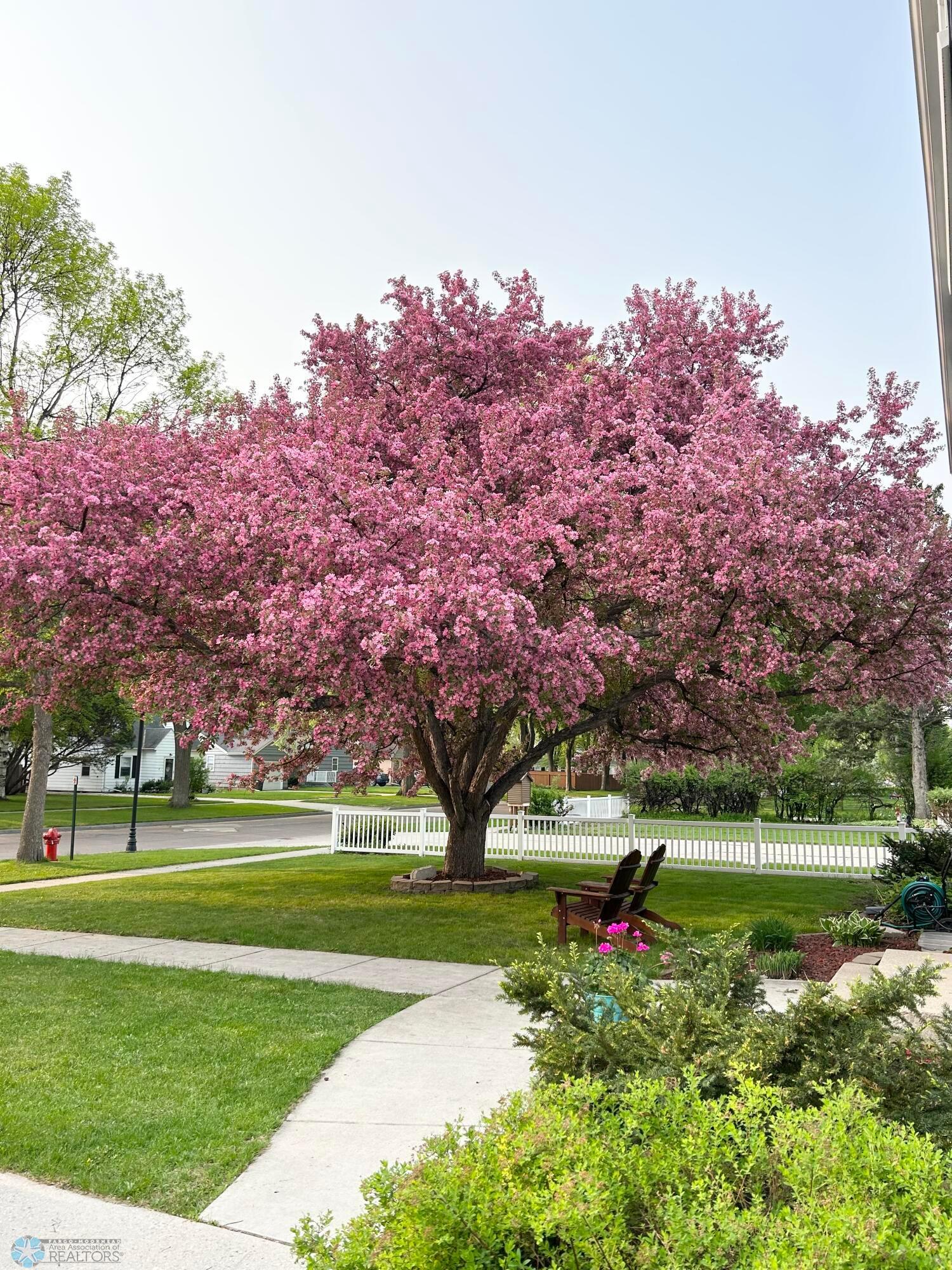 Spring Tree
