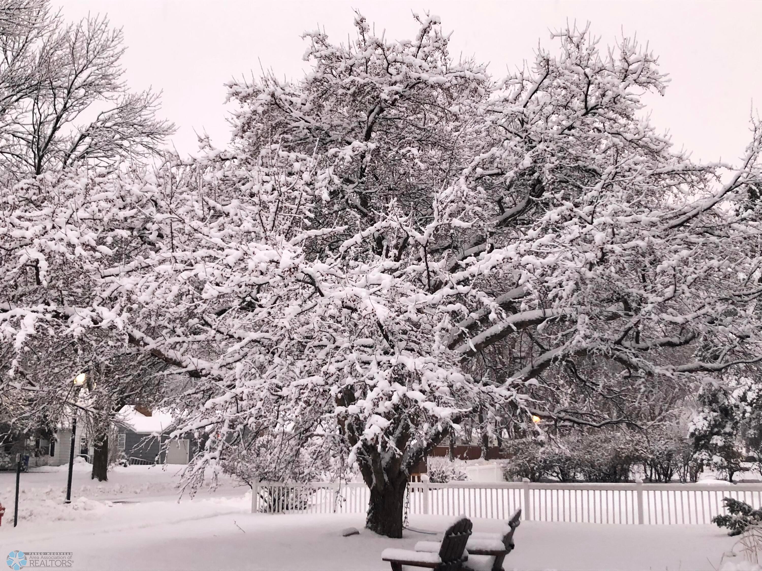 winter tree
