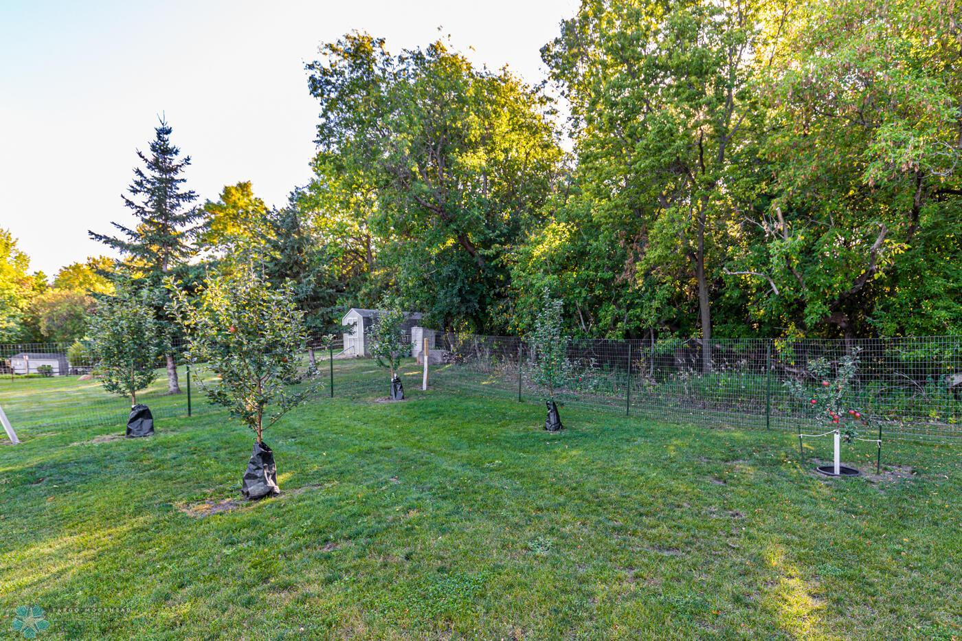 Apple Tree