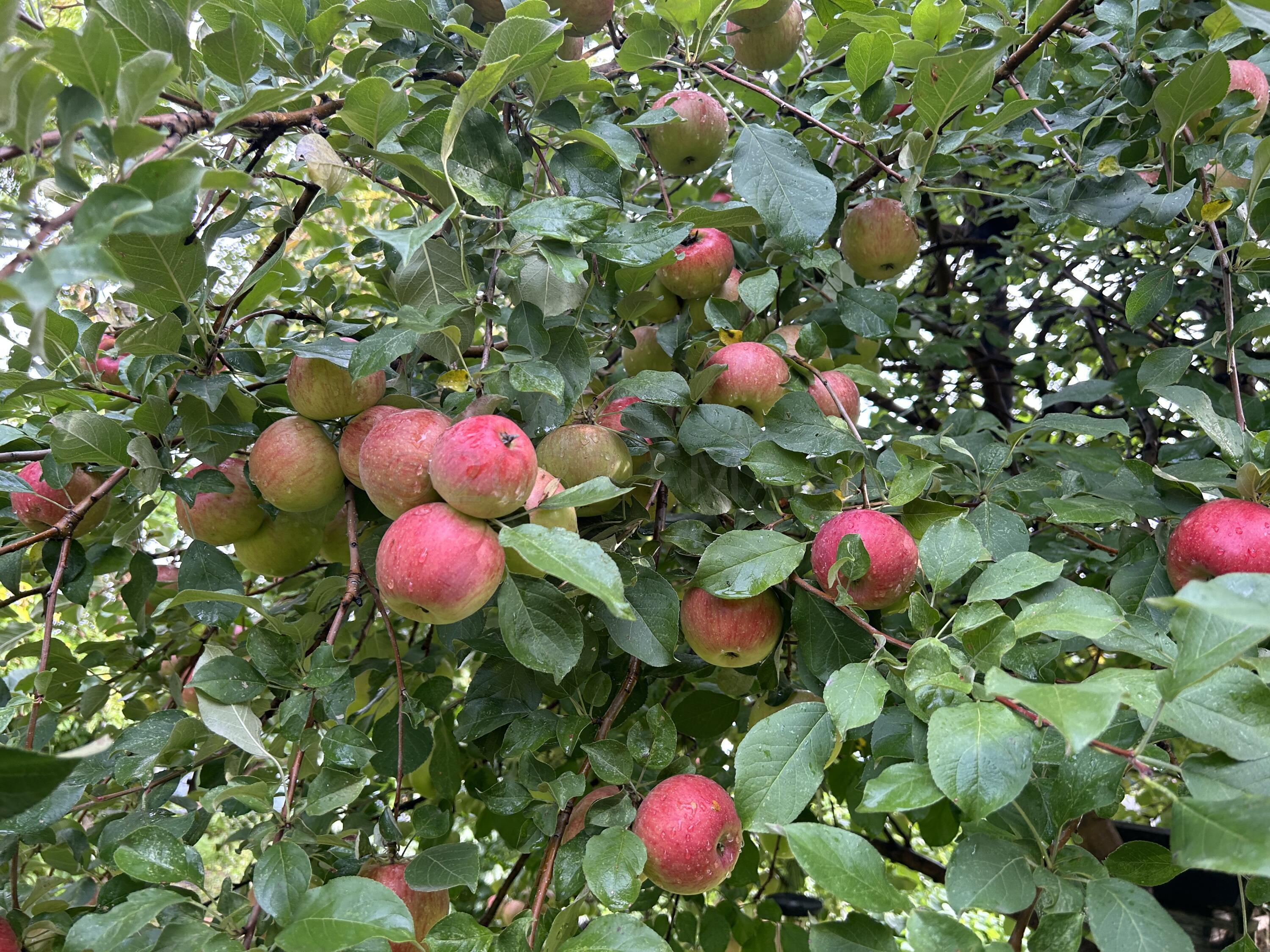Apple Tree