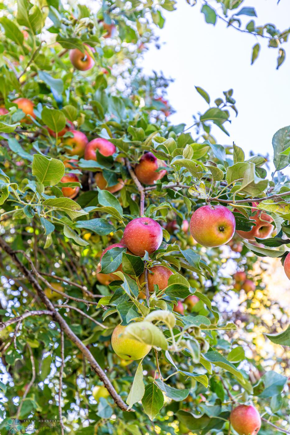 Apple Tree
