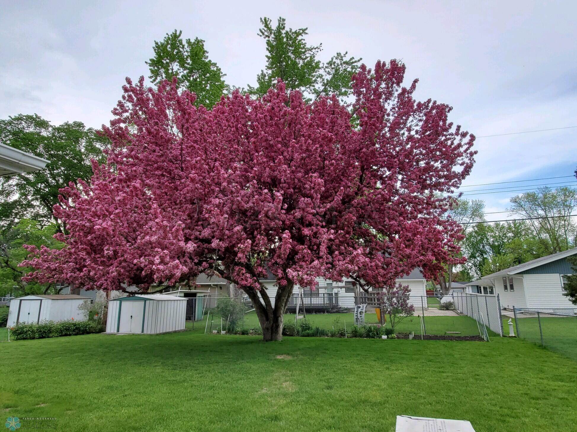 Spring Crab Apple Blooms