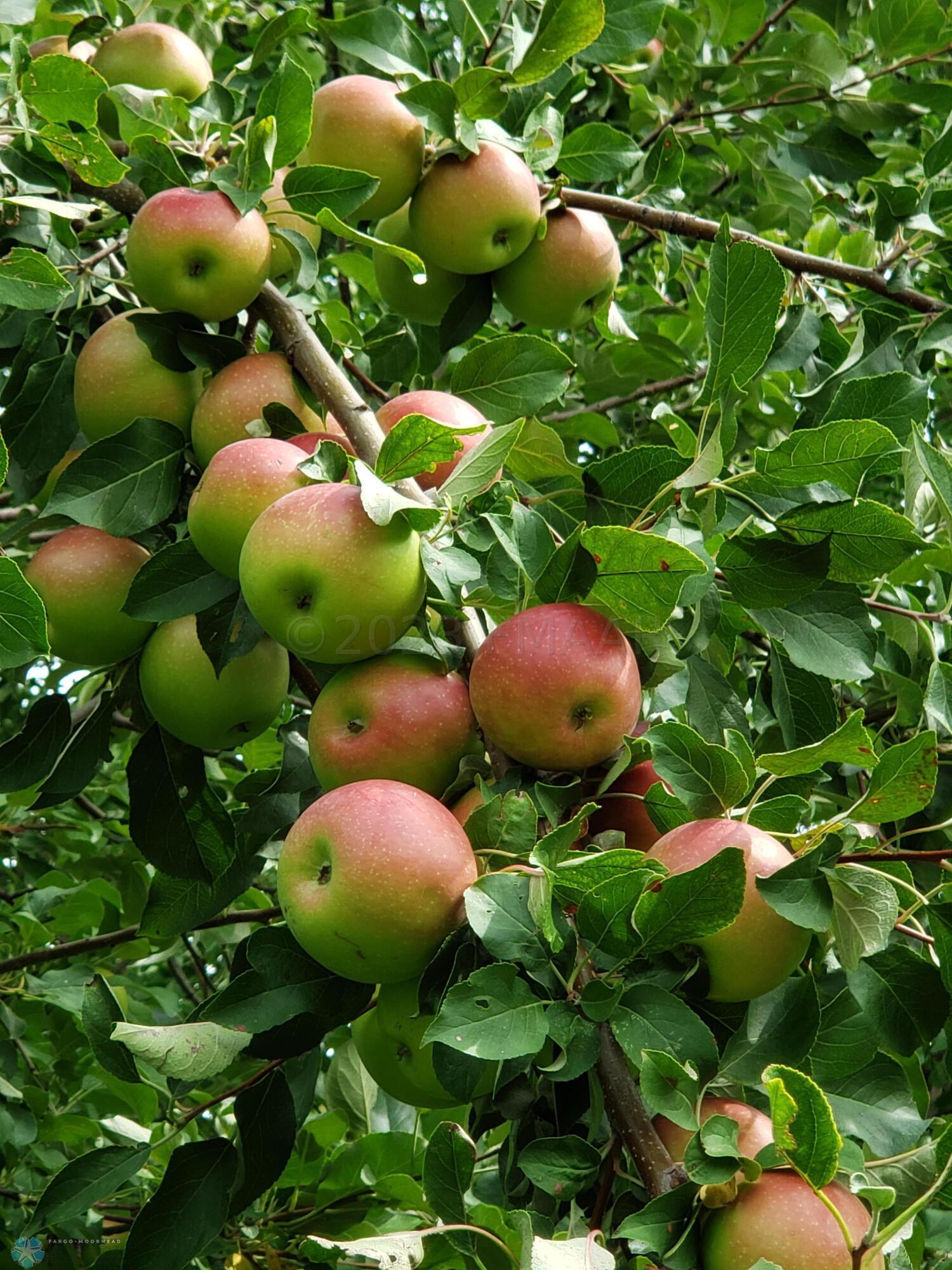 Abundant Apple Trees