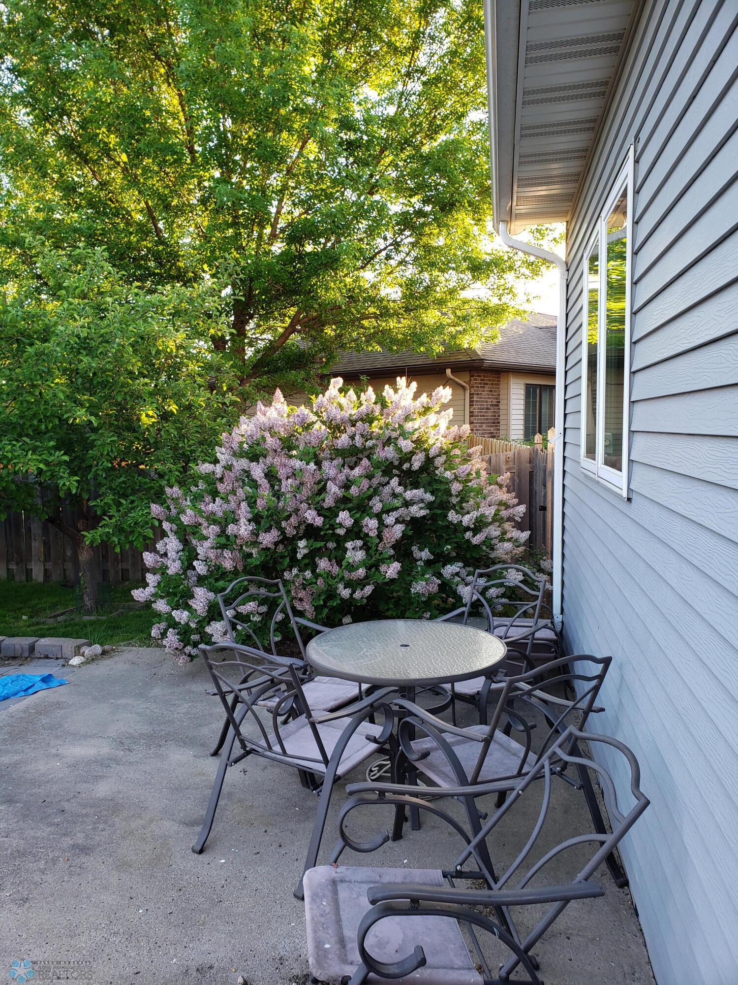 Lilac Shrubs