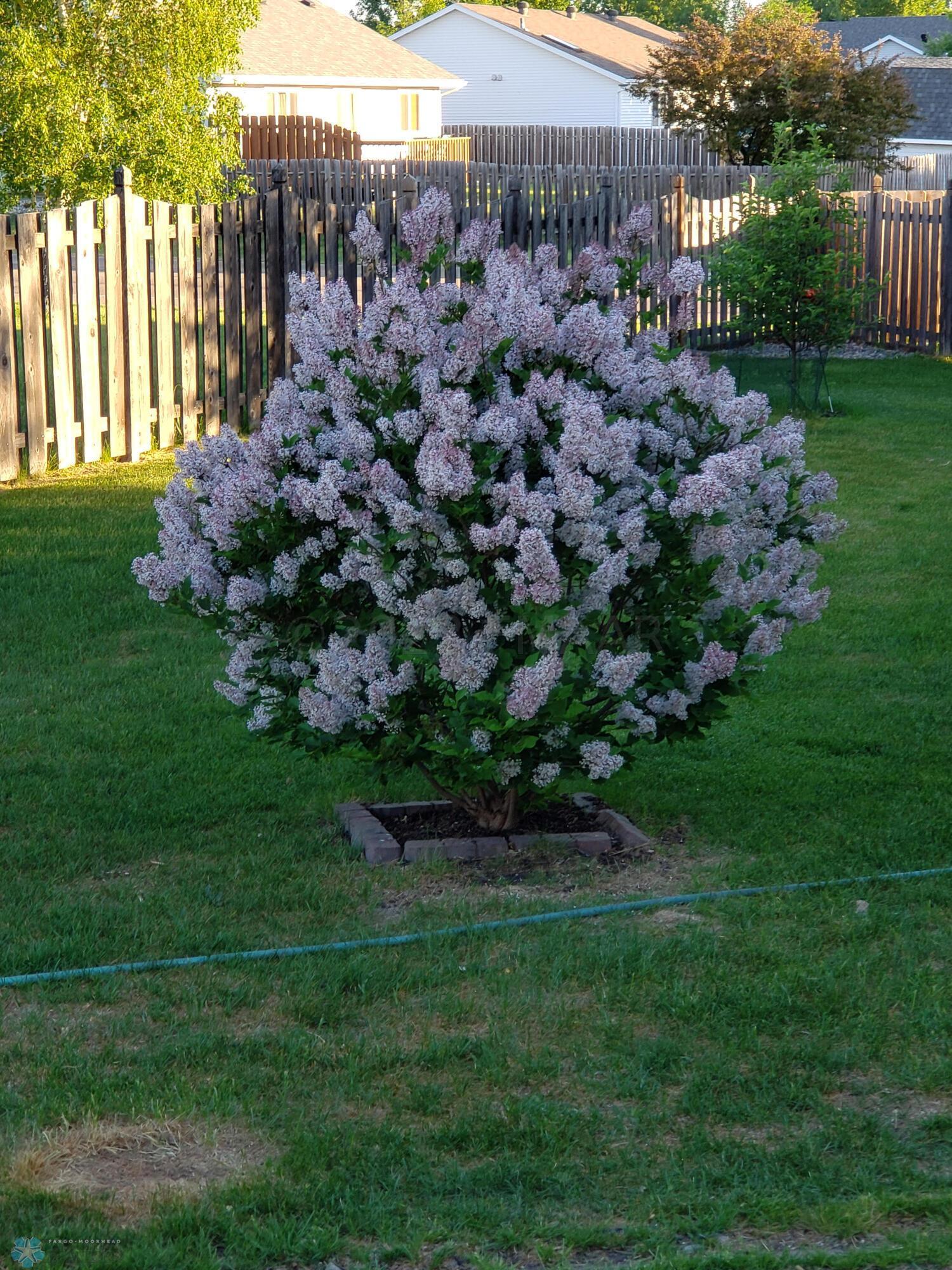 Beautiful Lilacs