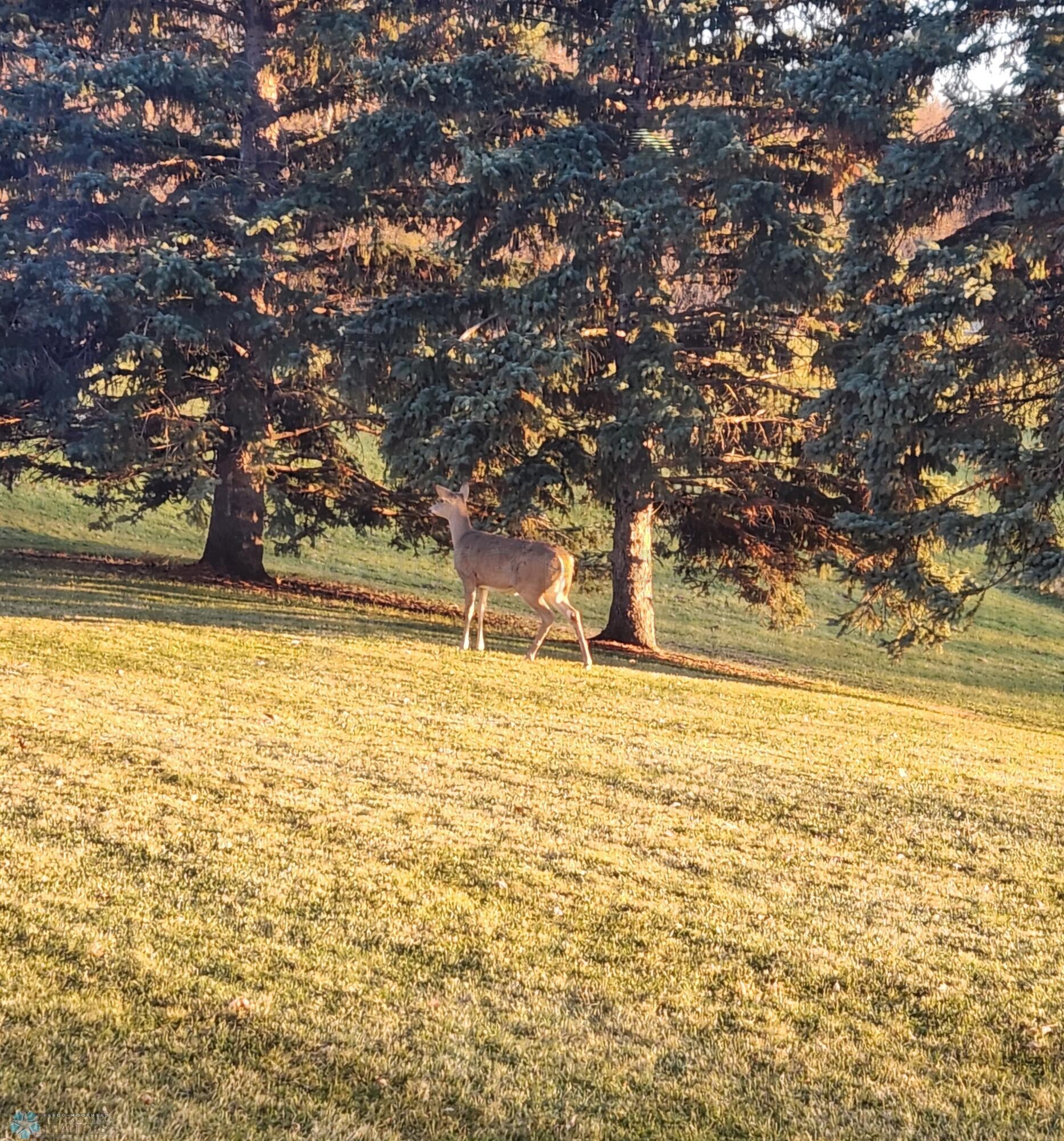 deer