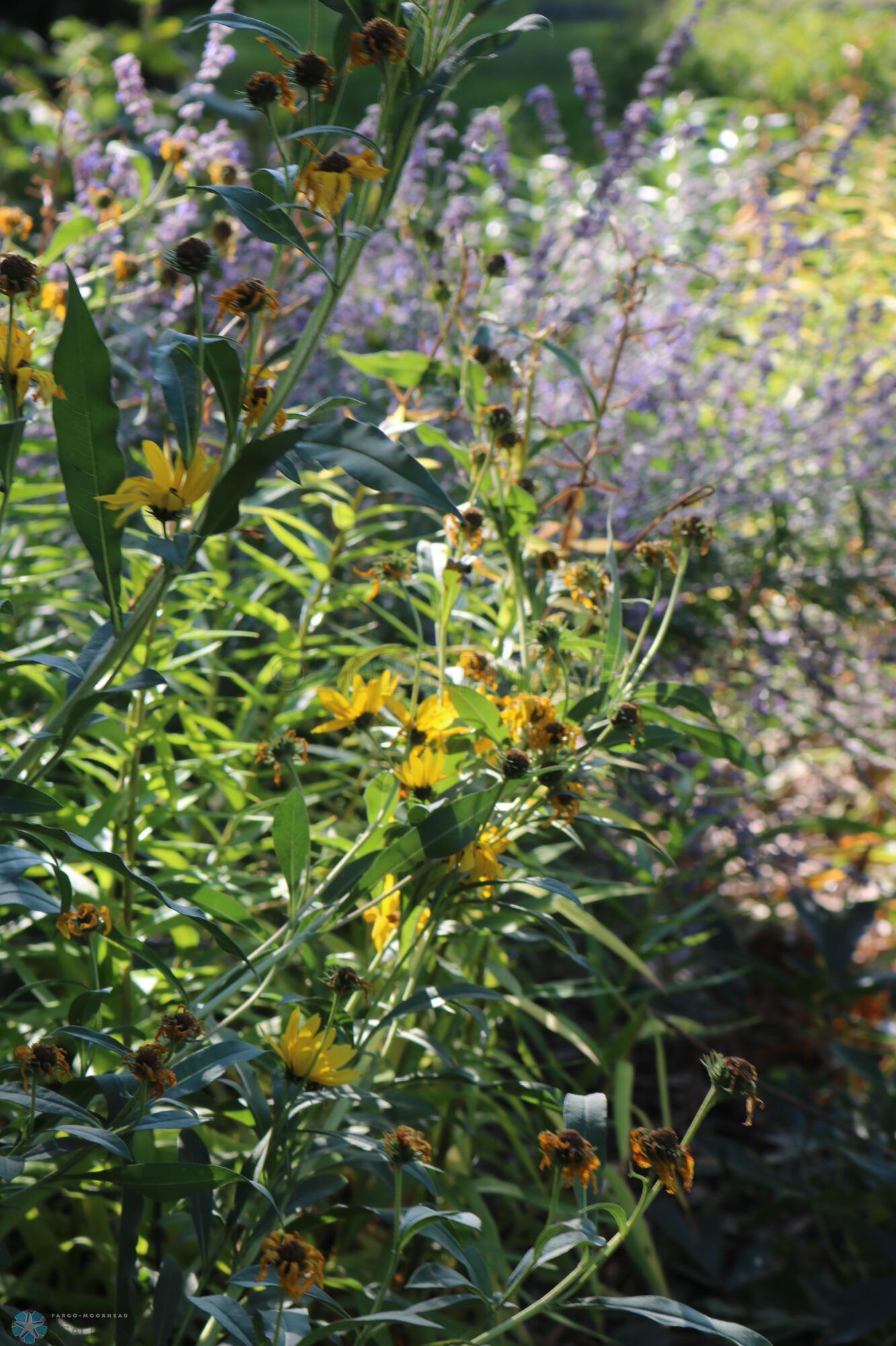 Summer Garden