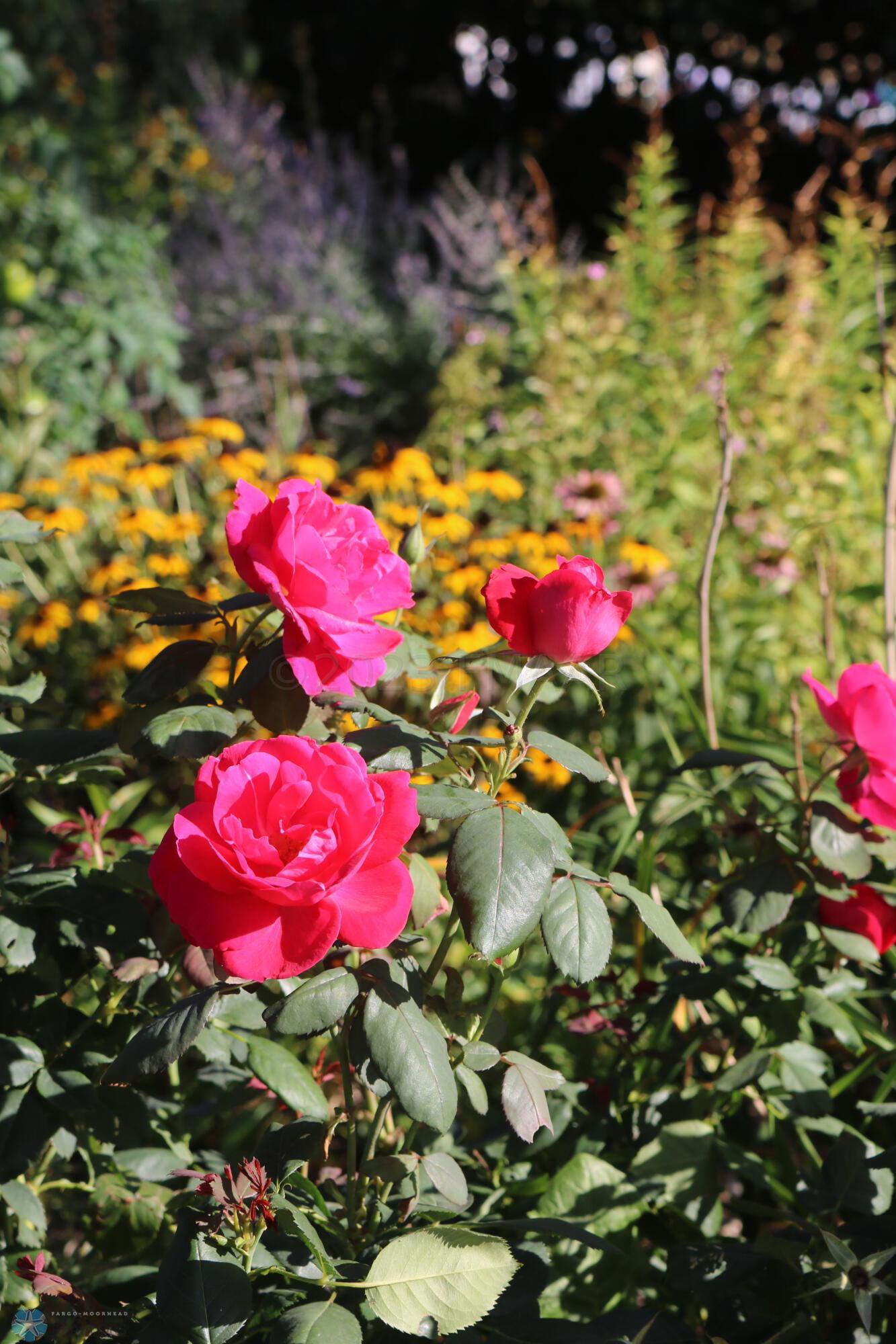 Summer Garden2