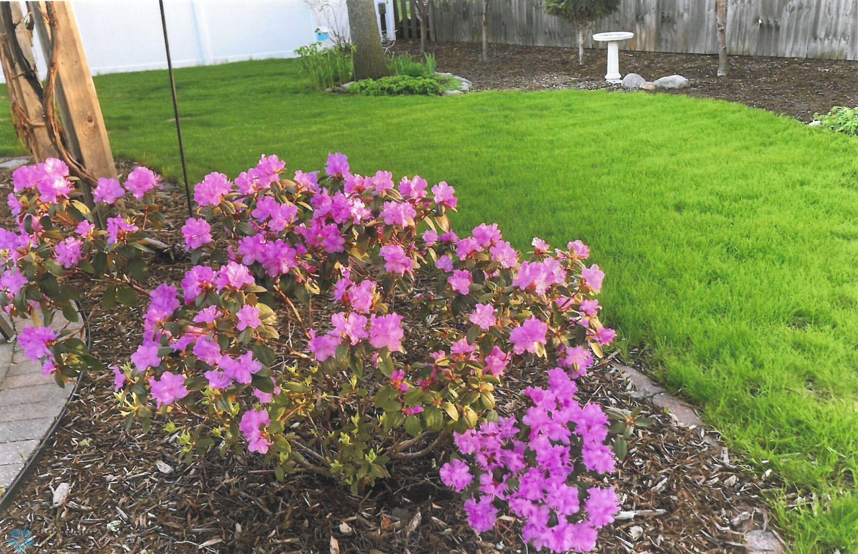 Backyard Landscaping