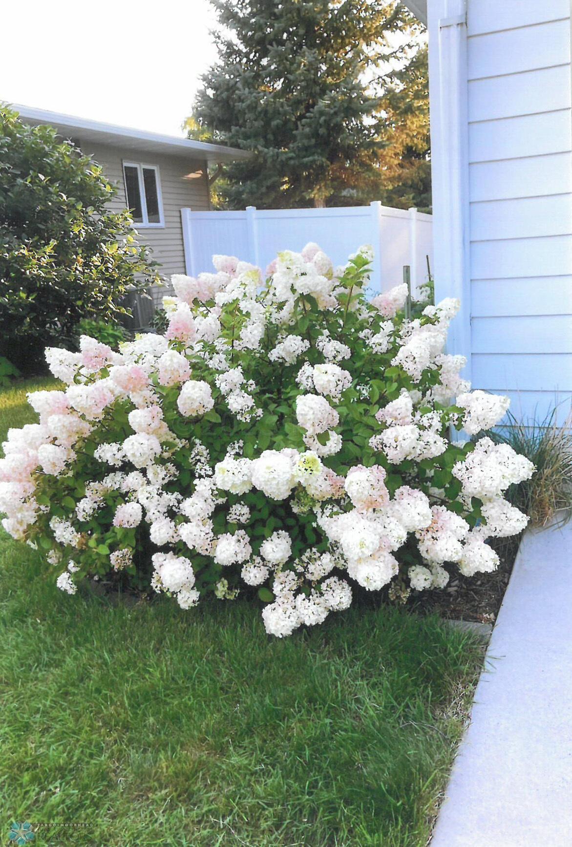 Lilac Bush