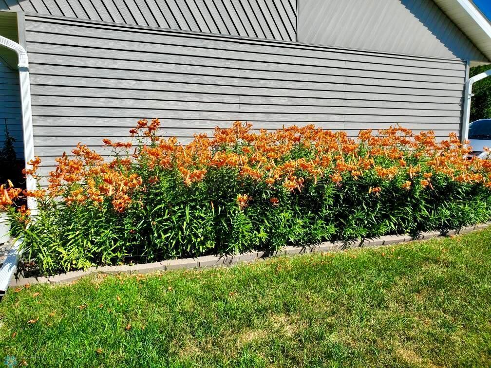 Perennials