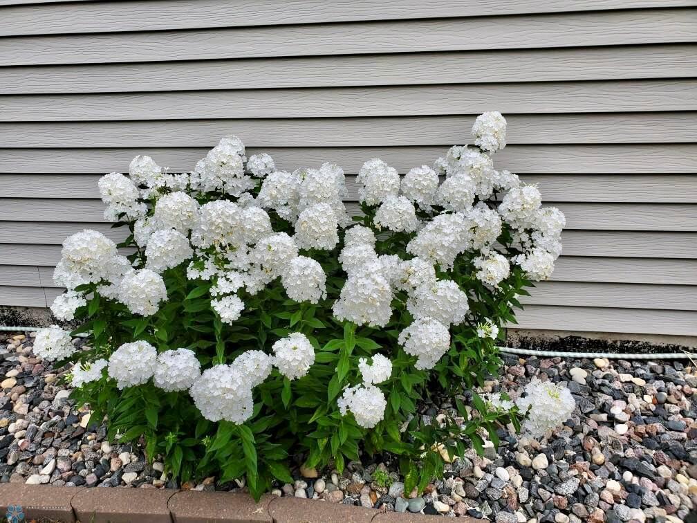 Perennials