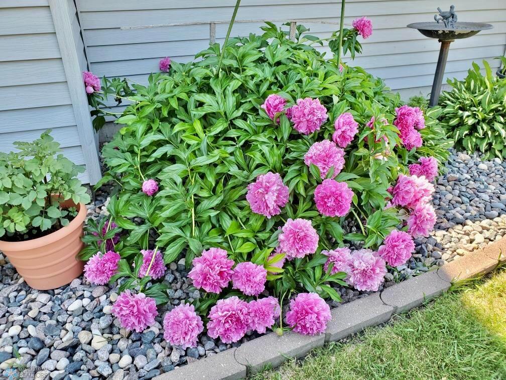 Perennials