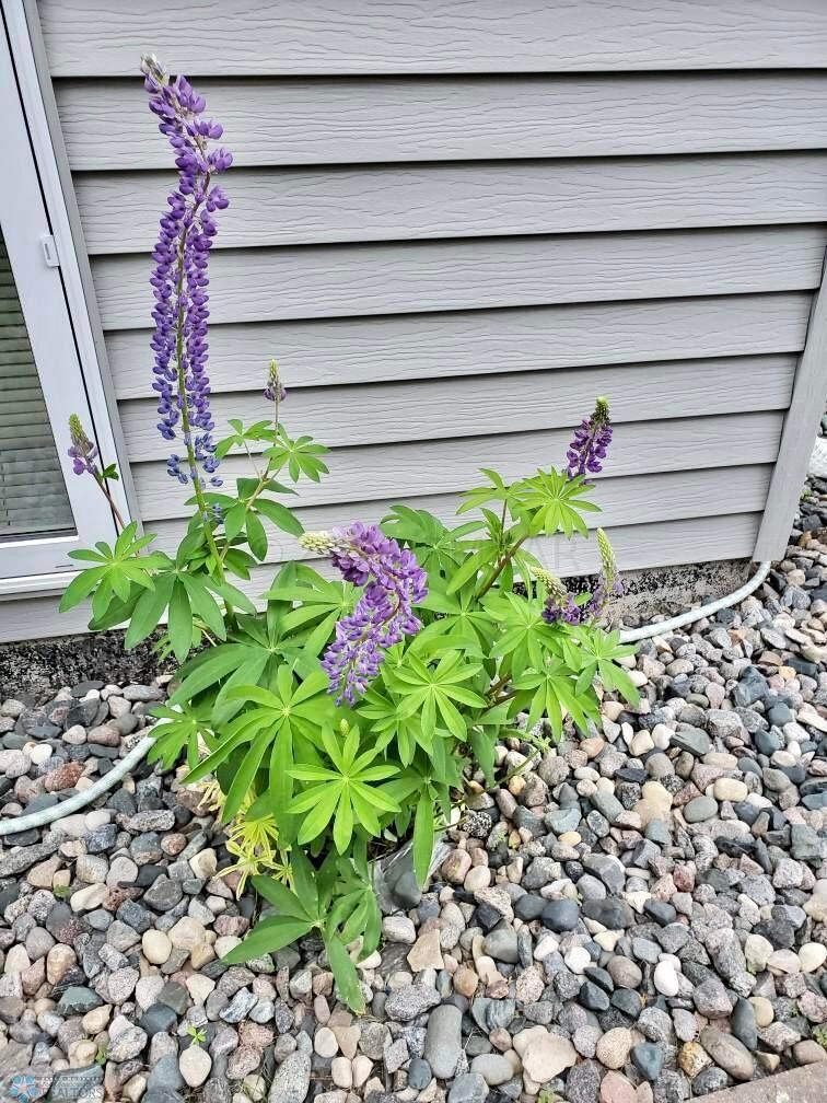 Perennials
