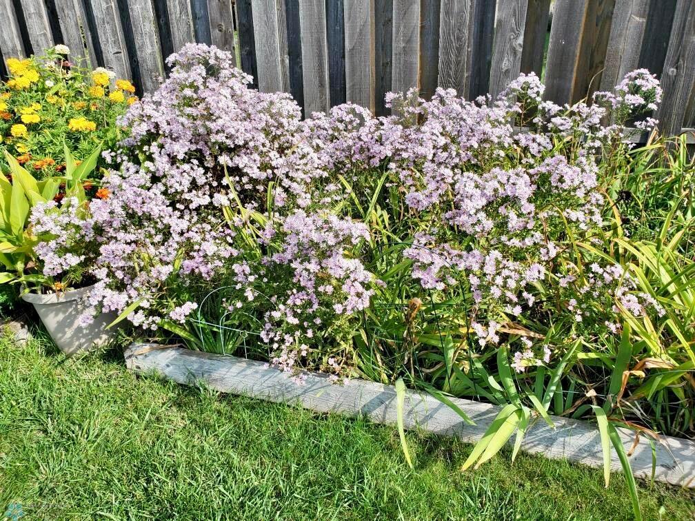 Perennials