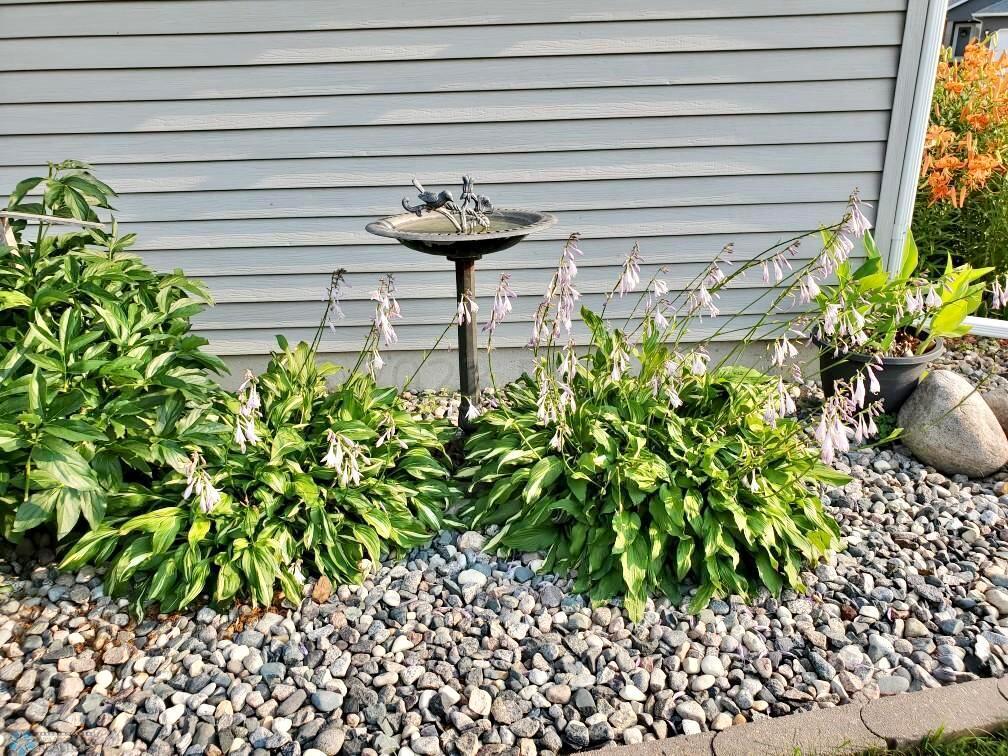 Perennials