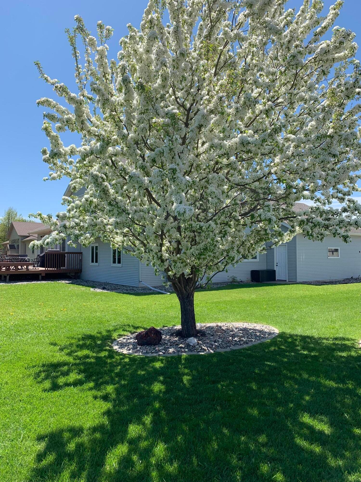 Backyard Flowering Crab Tree