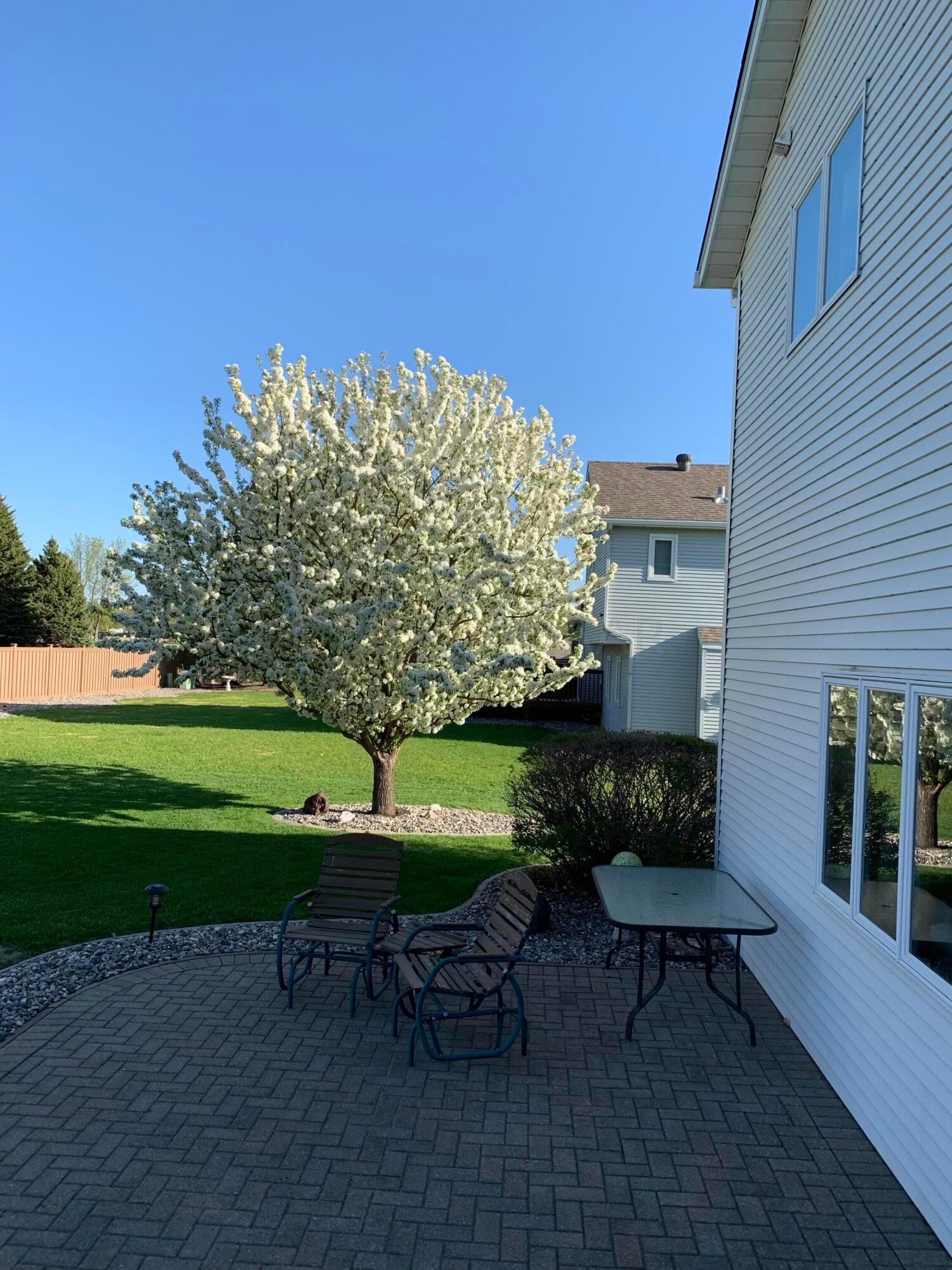 Backyard Flowering Crab Tree