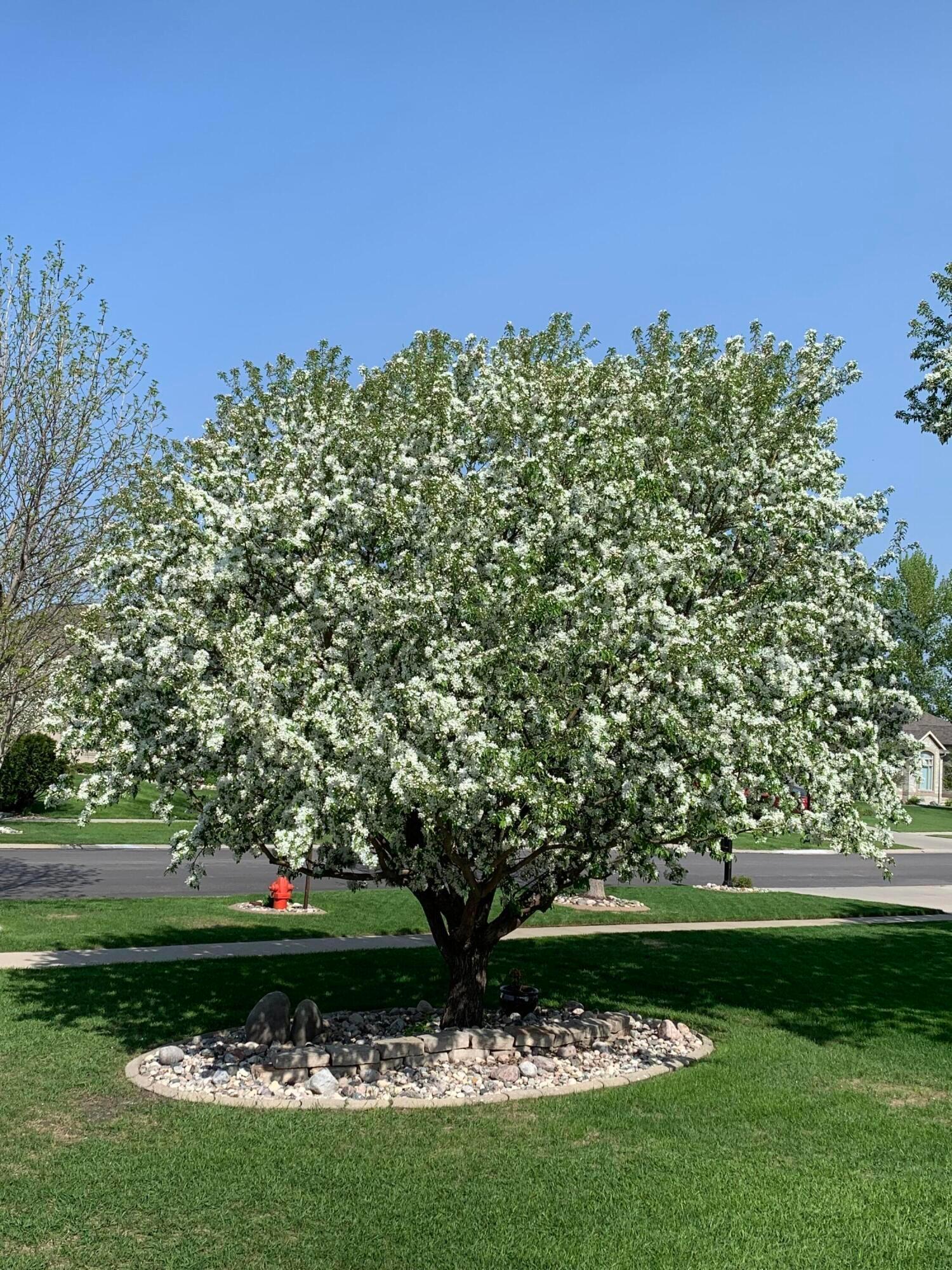 Front Flowering Crab Tree