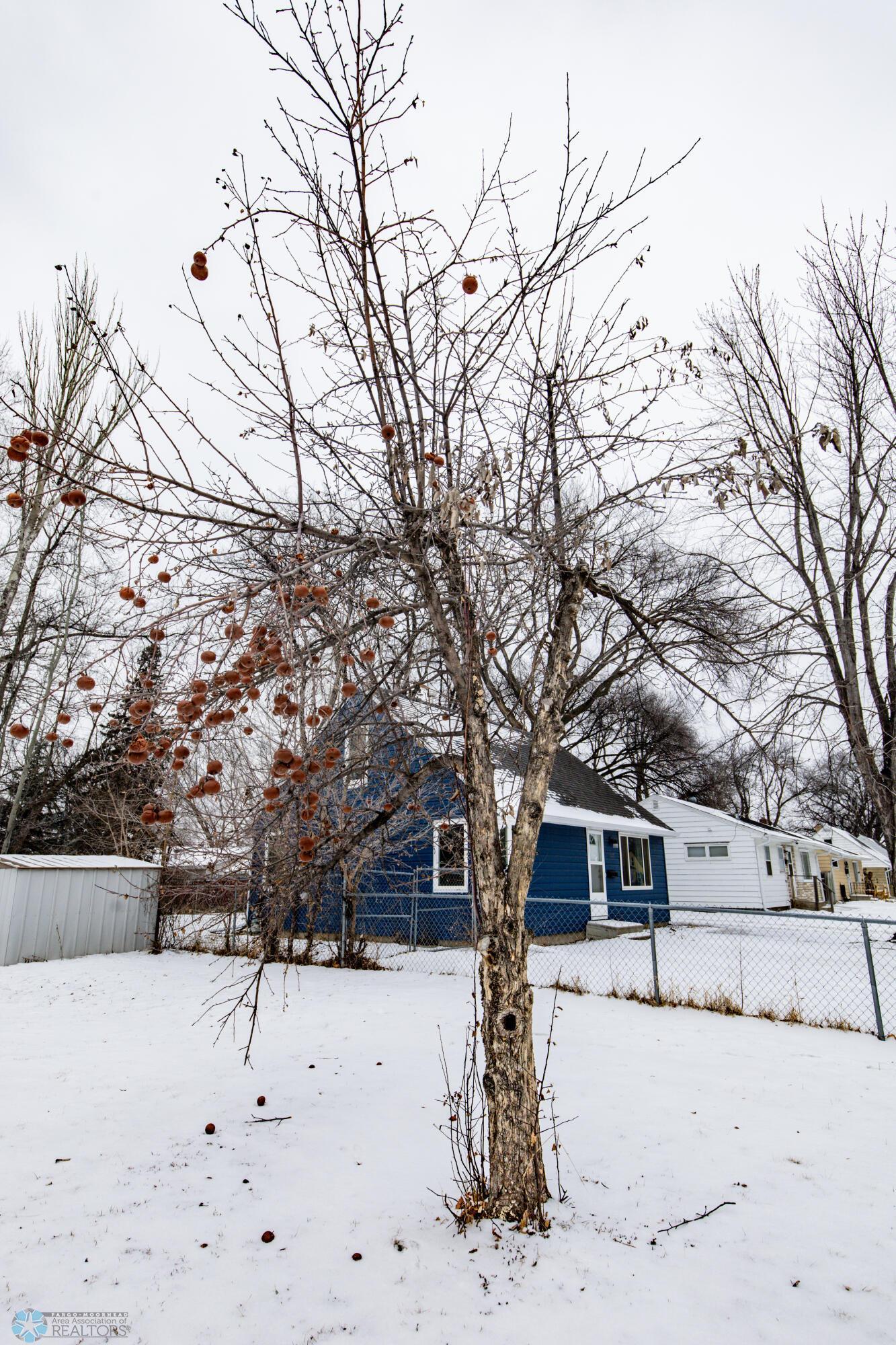 Apple Tree
