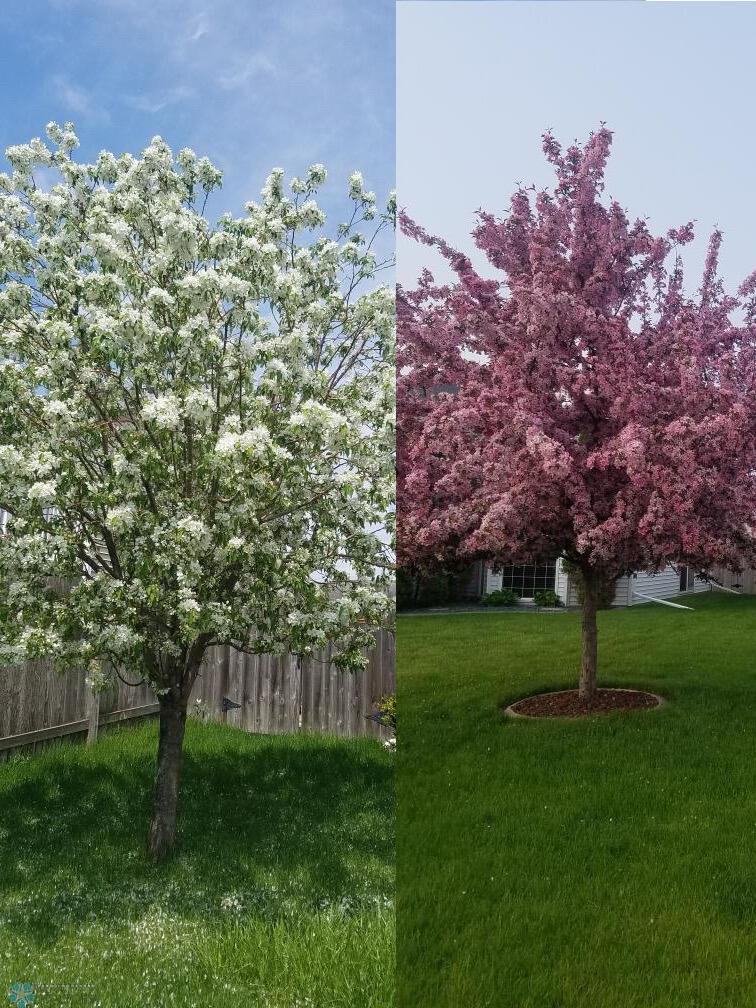 Beautiful Flowering Trees!