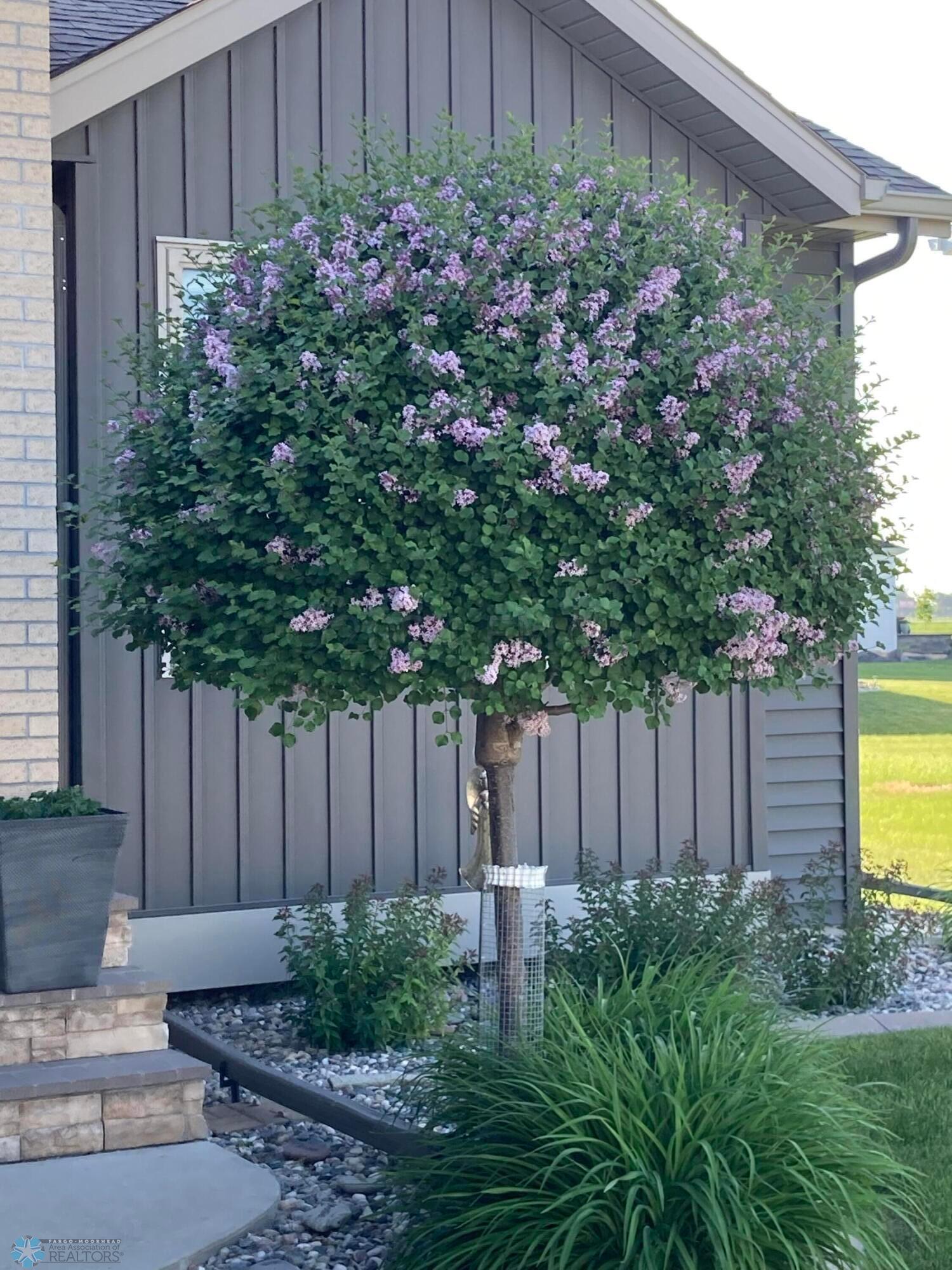 Front Lilac