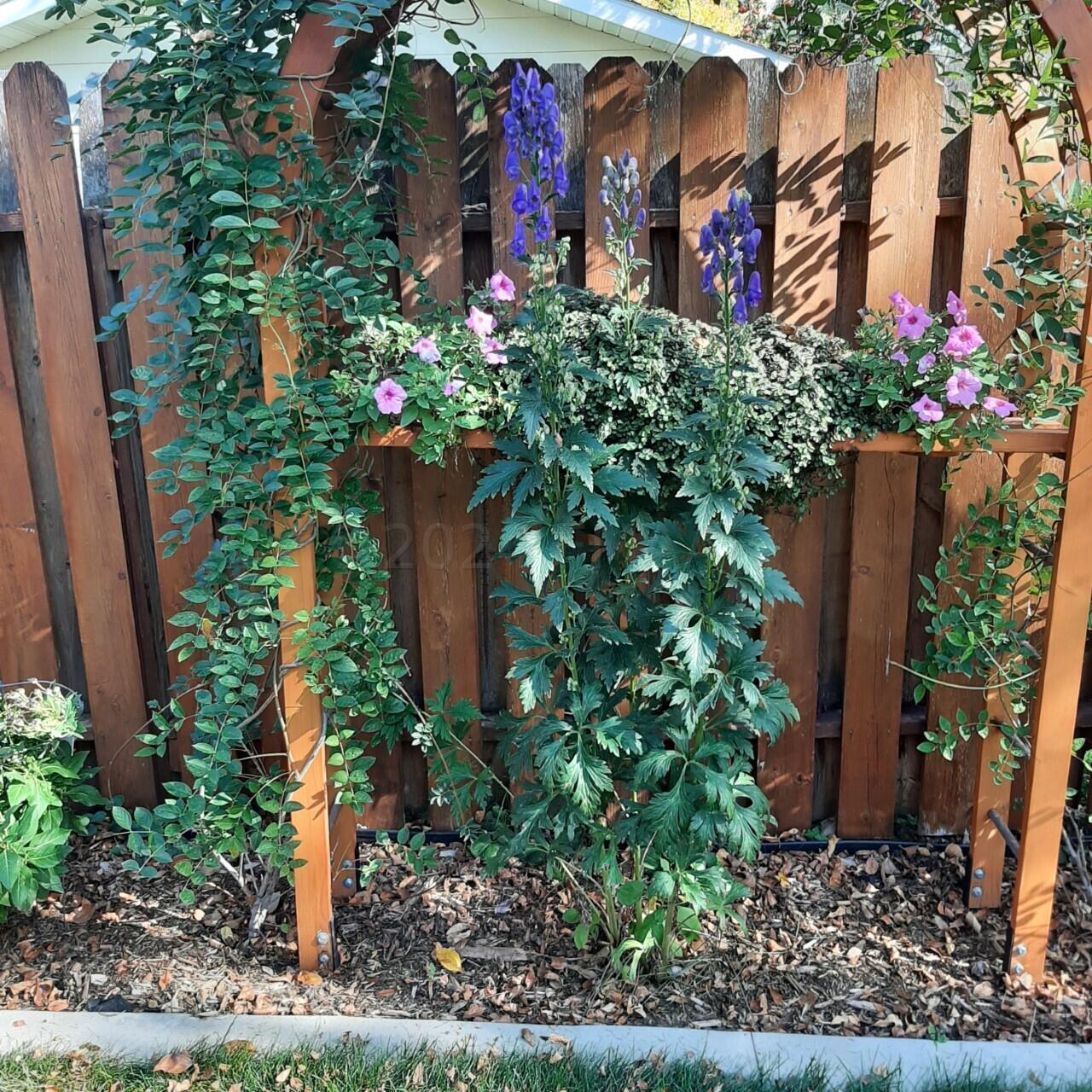 Trellis