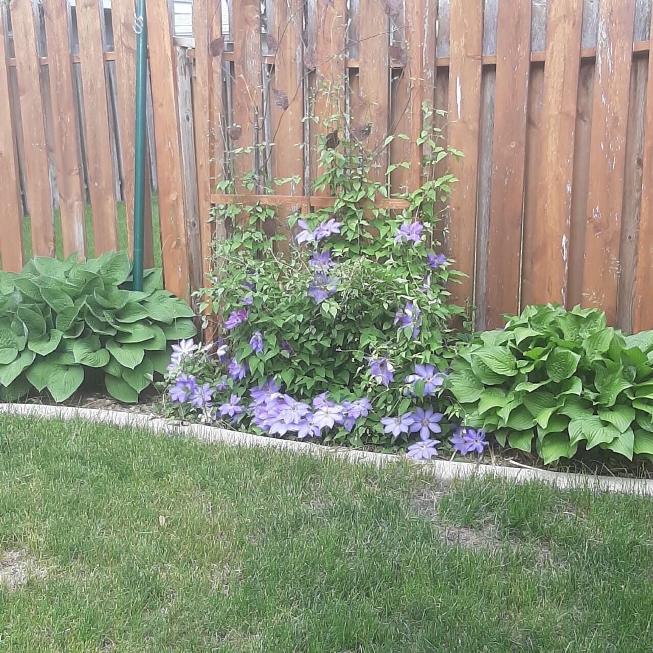 Clematis